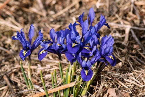 iris  iris flowers  flowers
