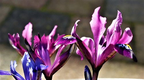 iris  lilac  blue