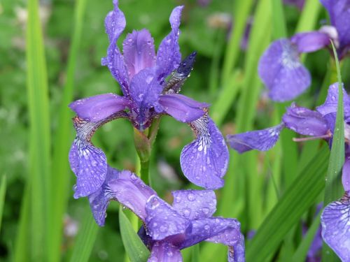 iris flower raindrops