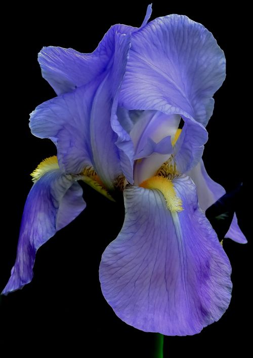 iris flower blue