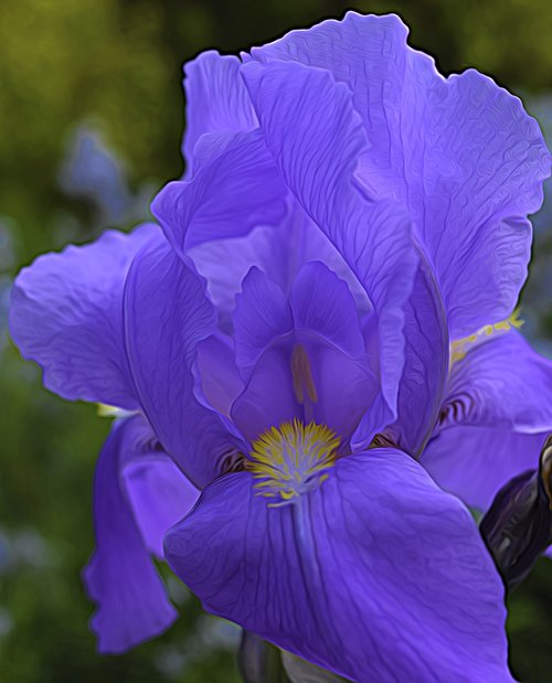 iris  flower  iris flowers