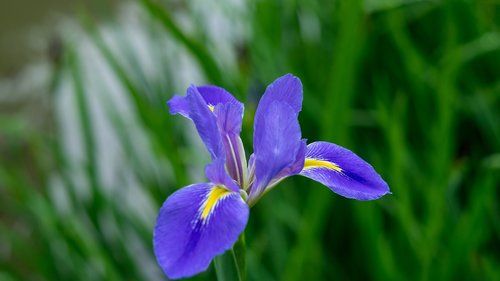 iris  purple  flower