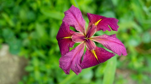 iris  magenta  flower