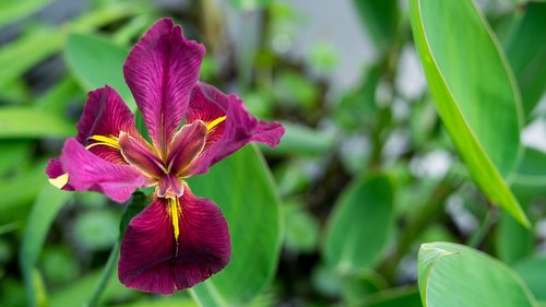 iris  magenta  flower