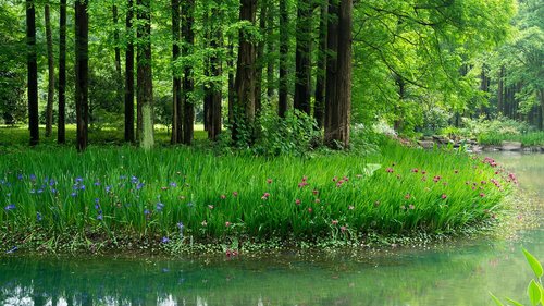 iris  metasequoia  flower