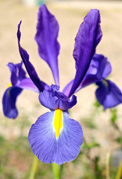 iris  flower  petals