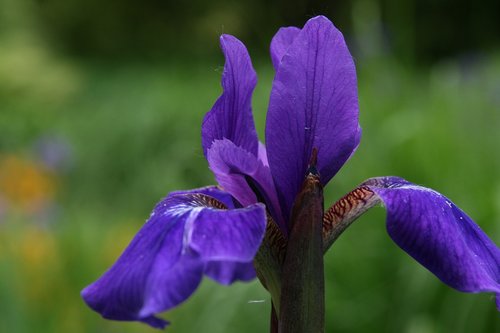 iris  iris sibirica  siberian schwertlilie