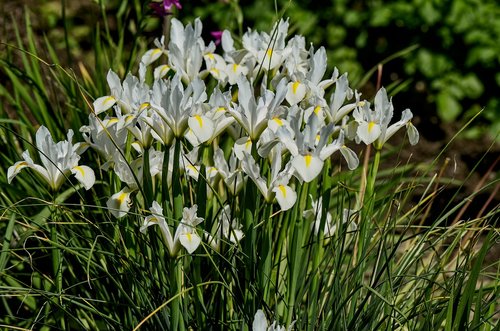 iris  white  spring
