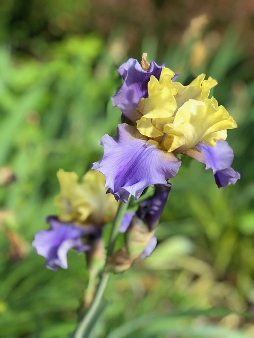 iris  purple  yellow
