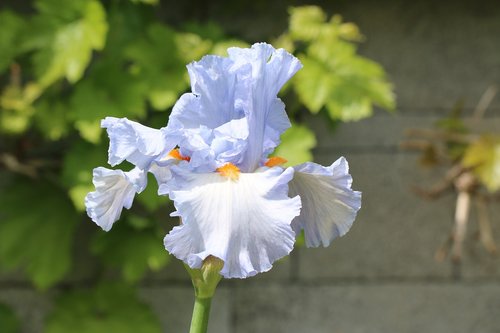 iris  blue  bulb