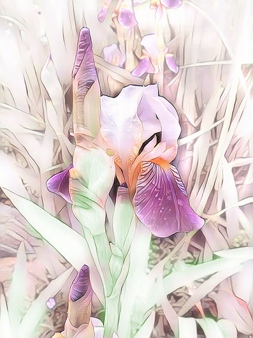 iris  digital painting  flower
