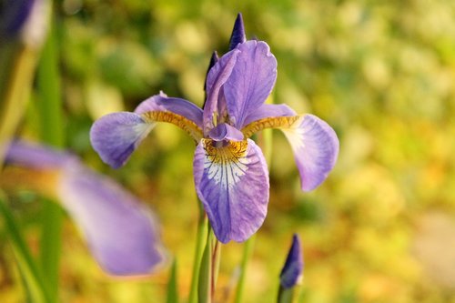 iris  purple flowers  spring