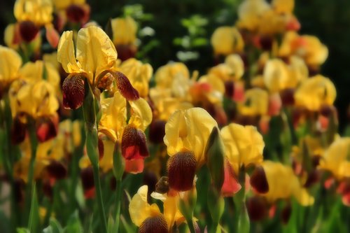 iris  schwertliliengewaechs  flowers