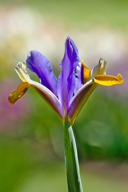 iris  violet  flower