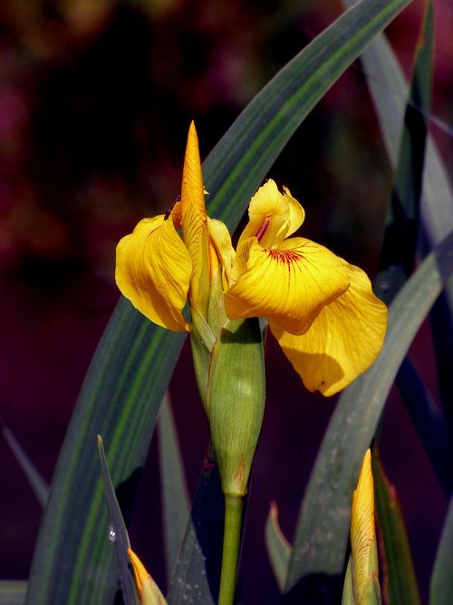 iris  water  nature