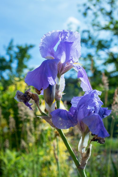 iris  blossom  bloom