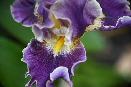 iris  flower  bloom