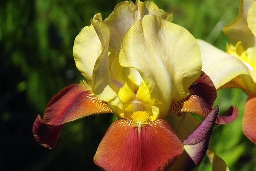 iris  flower  lily