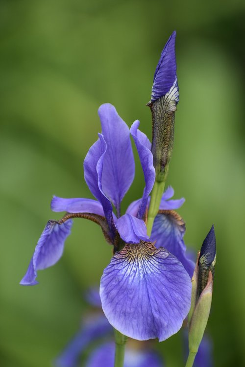 iris  bloom  flower