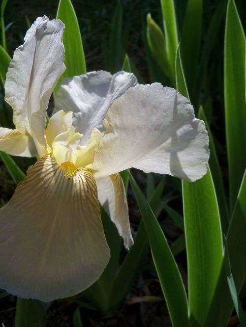 iris floral plant