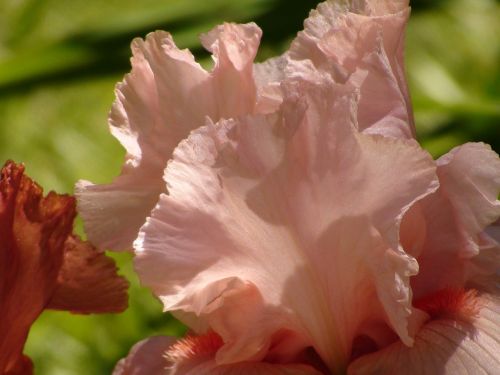 iris petal plant