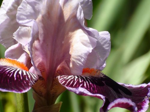 iris macro close-up