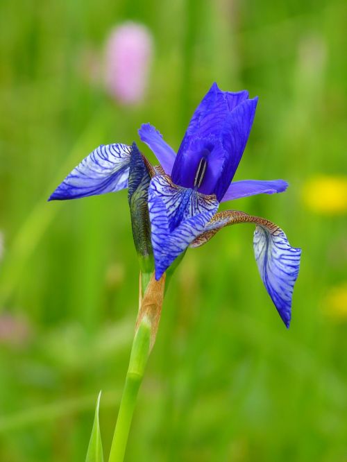 iris siberian schwertlilie blue