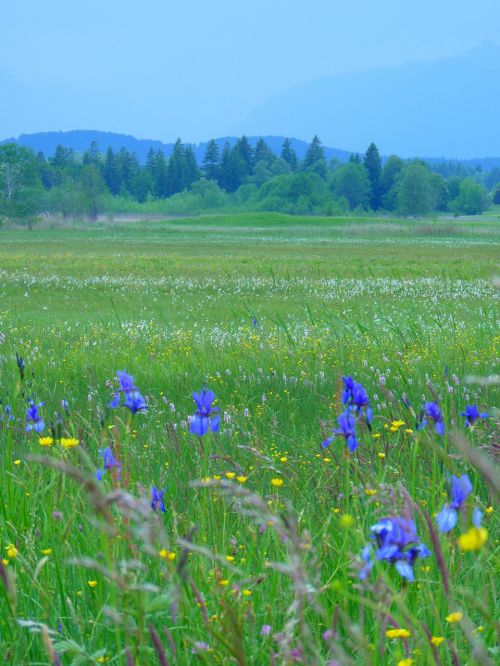 iris siberian schwertlilie meadow