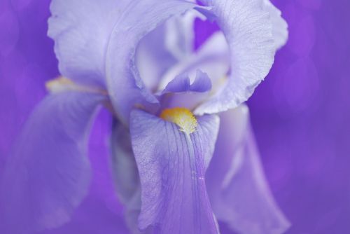 iris flower blue