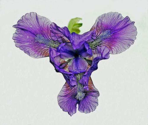 iris flower floral