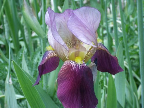 iris flowers joy
