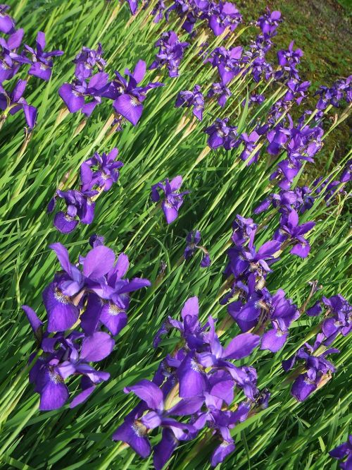 iris purple field