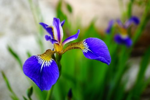 iris flowers france