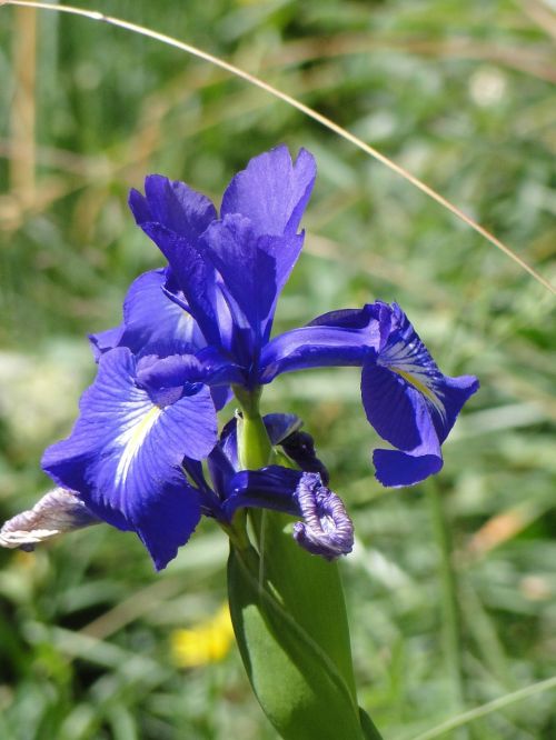 iris nature blue