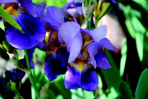 iris flower blue