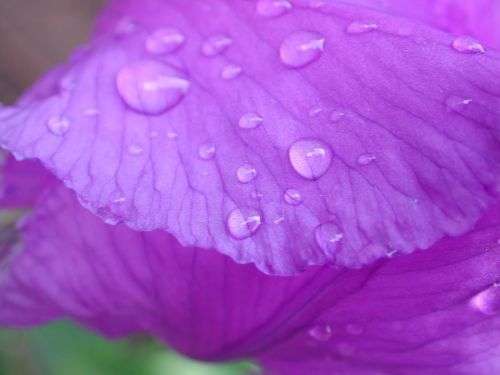 iris purple drop of water