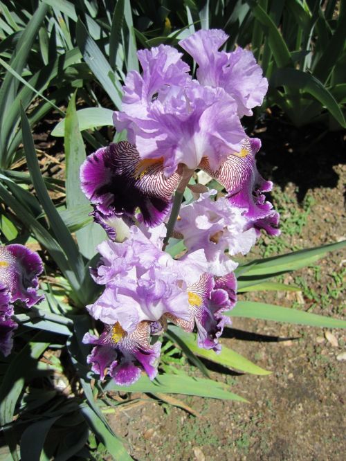 iris flower flowers
