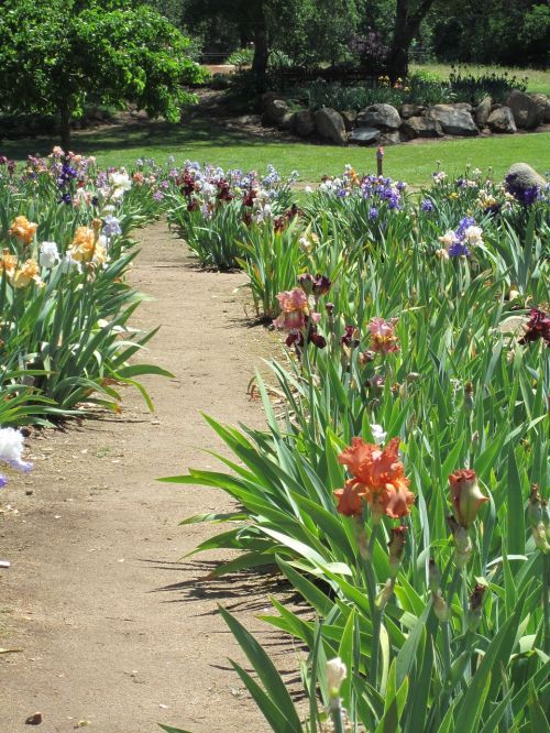iris garden path