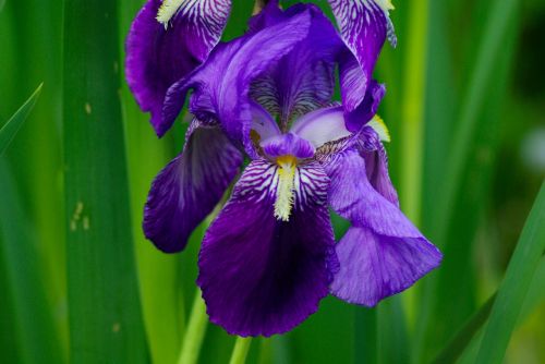 iris pervenche violet