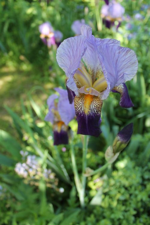 iris flower nature
