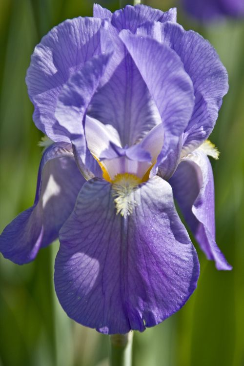 iris bloom flower