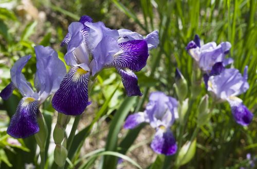 iris blue flower