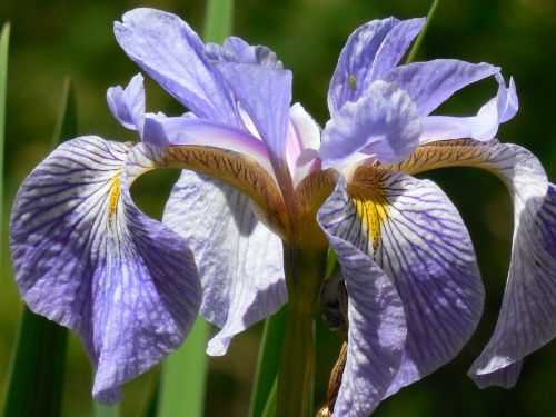 iris flower nature