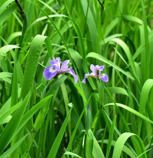 iris flower blue