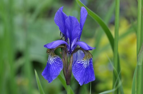 iris lily flower