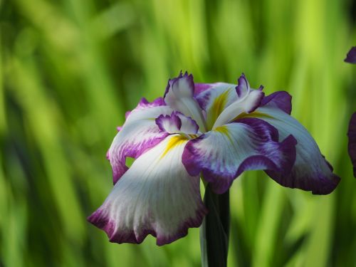 iris flowers early summer flowers