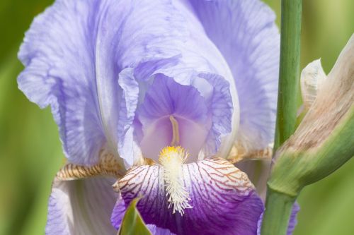 iris iris pseudacorus violet