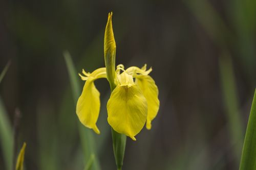 iris lily flower