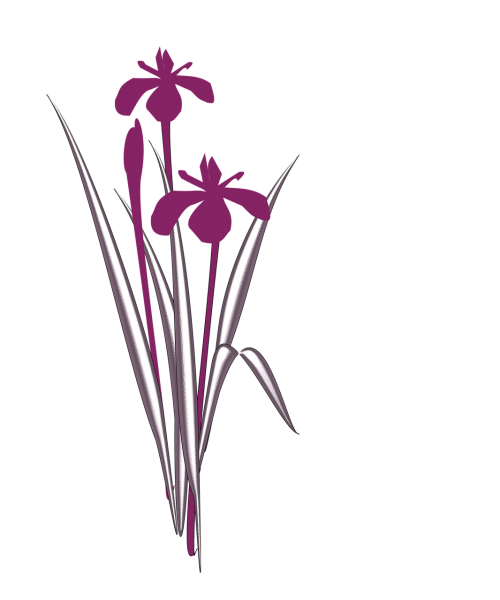 iris flower japan