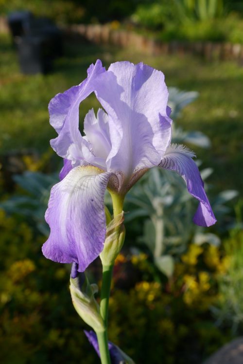 iris garden macro